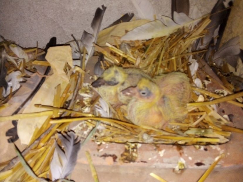  - Pui de porumbei voiajori 2019