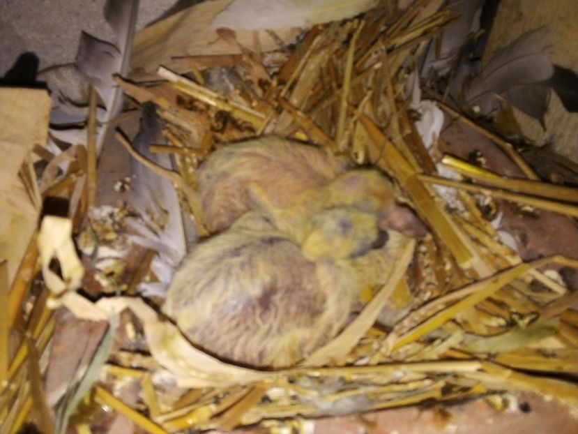 Puii lui Roșu și Guta - Pui de porumbei voiajori 2019