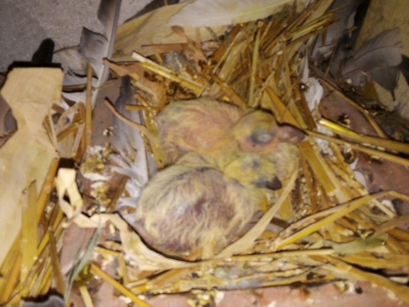  - Pui de porumbei voiajori 2019