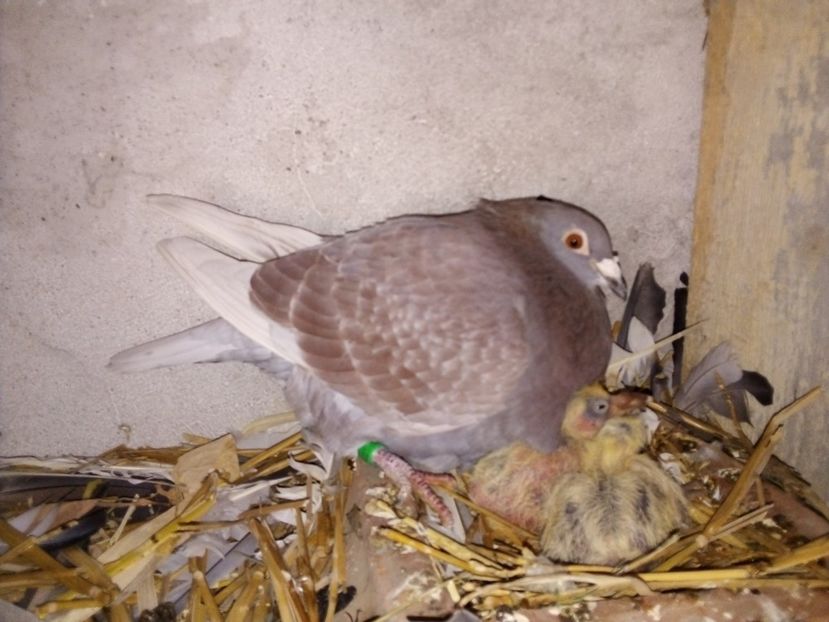  - Pui de porumbei voiajori 2019