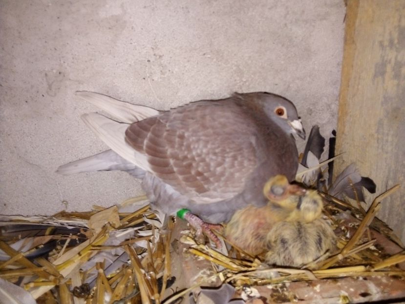  - Pui de porumbei voiajori 2019