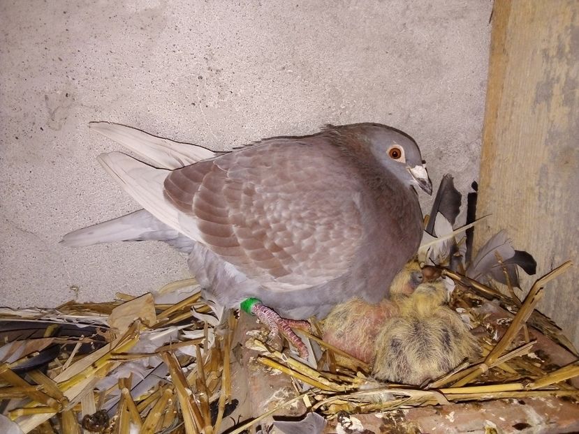  - Pui de porumbei voiajori 2019