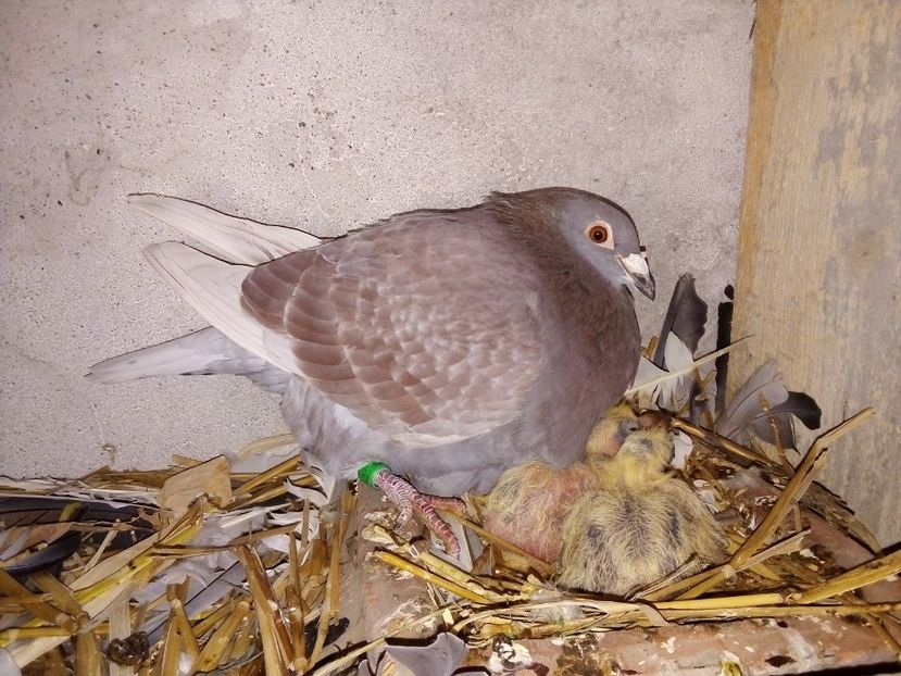  - Pui de porumbei voiajori 2019