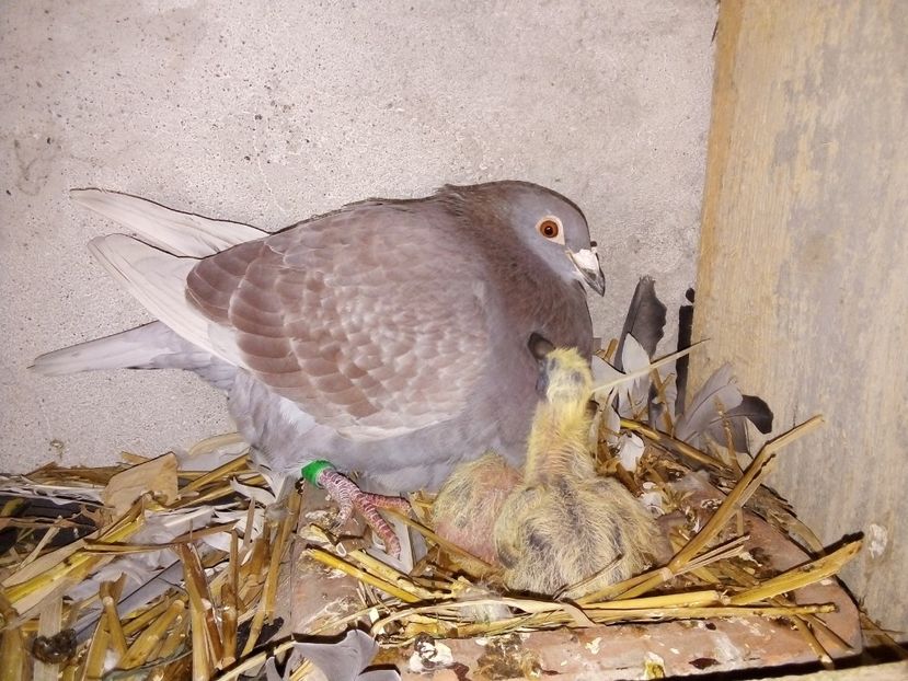  - Pui de porumbei voiajori 2019