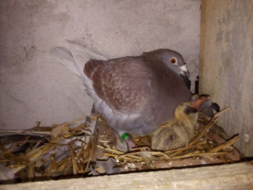  - Pui de porumbei voiajori 2019