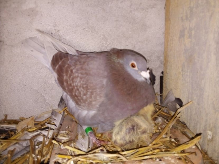  - Pui de porumbei voiajori 2019