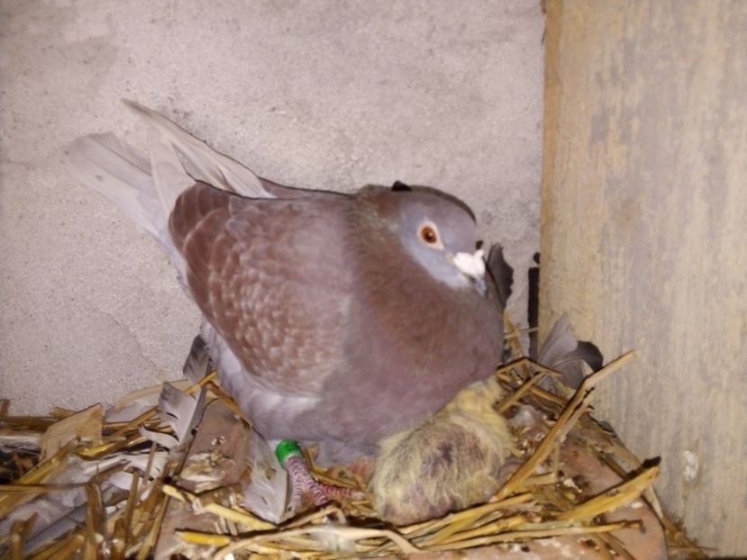  - Pui de porumbei voiajori 2019