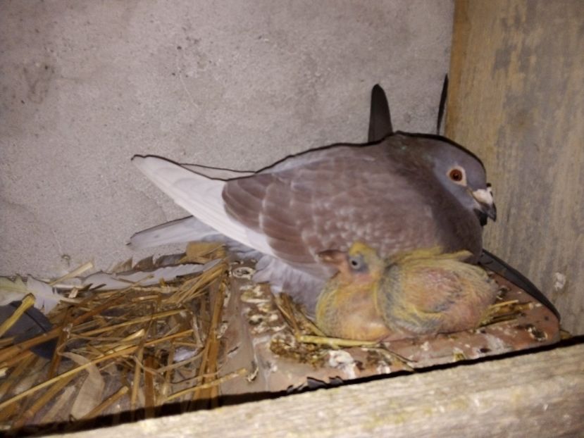  - Pui de porumbei voiajori 2019