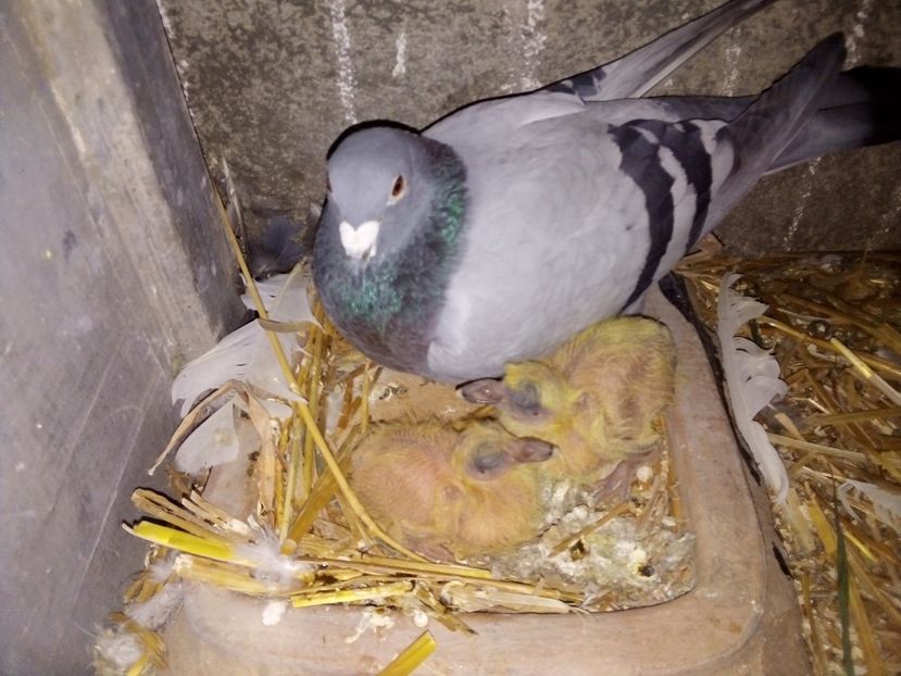  - Pui de porumbei voiajori 2019