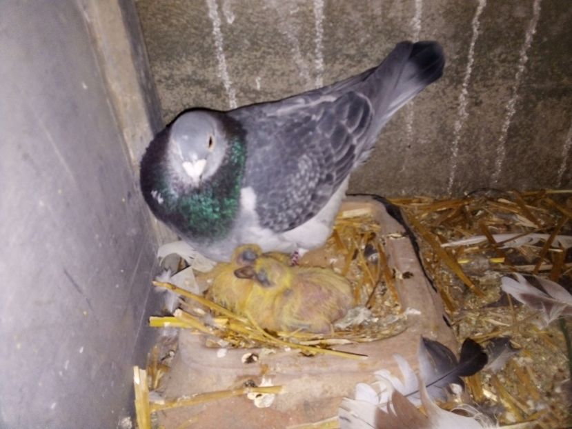  - Pui de porumbei voiajori 2019