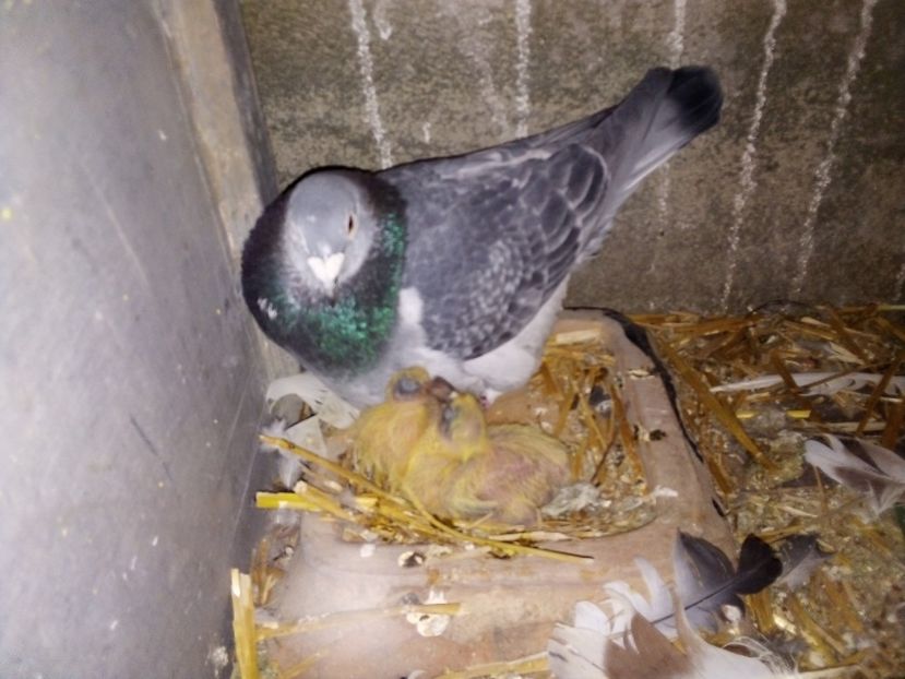  - Pui de porumbei voiajori 2019