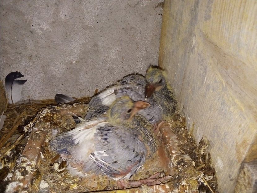  - Pui de porumbei voiajori 2019