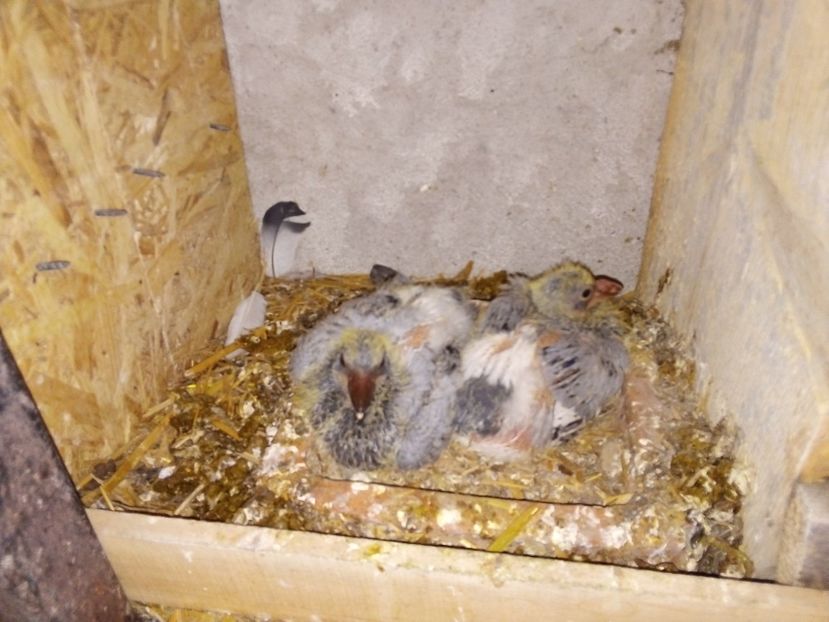  - Pui de porumbei voiajori 2019