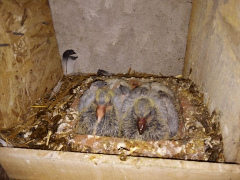  - Pui de porumbei voiajori 2019