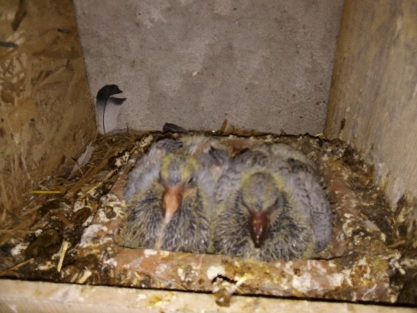  - Pui de porumbei voiajori 2019