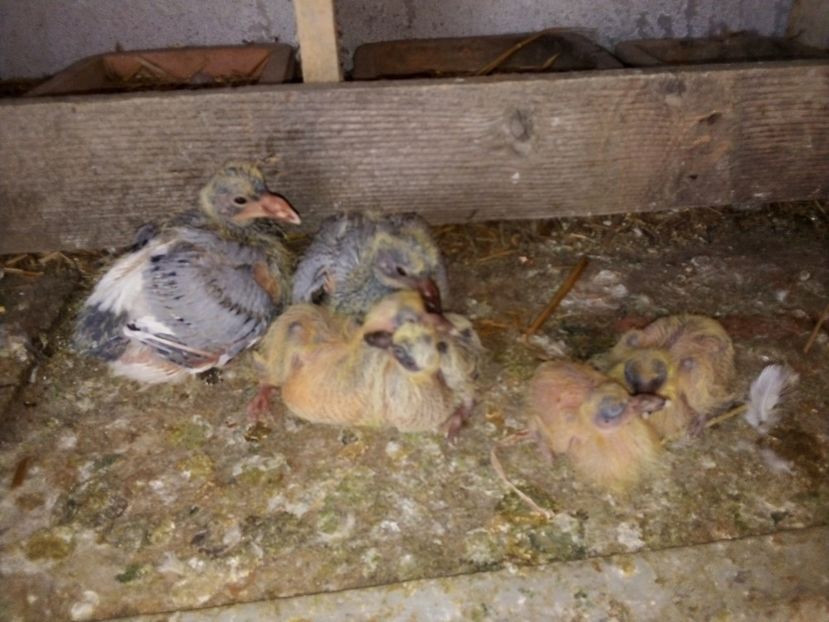  - Pui de porumbei voiajori 2019