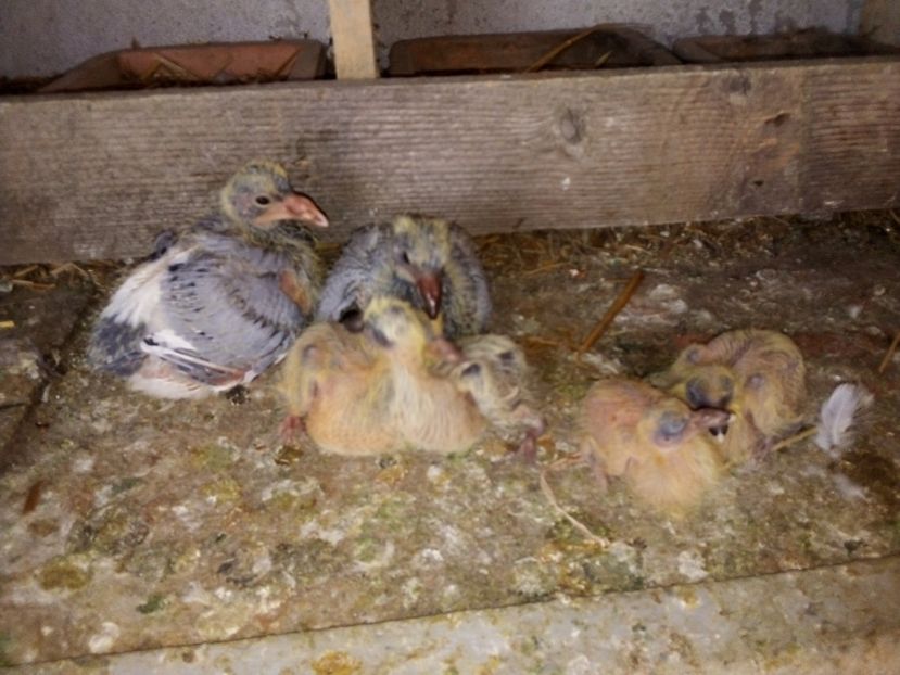  - Pui de porumbei voiajori 2019