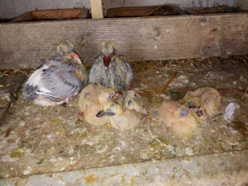  - Pui de porumbei voiajori 2019