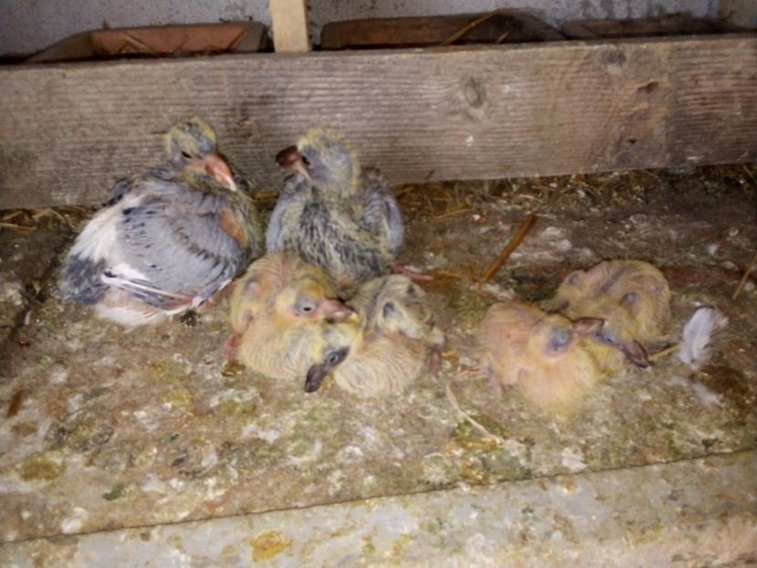  - Pui de porumbei voiajori 2019