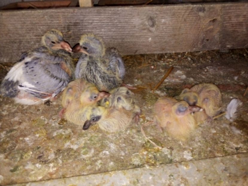  - Pui de porumbei voiajori 2019