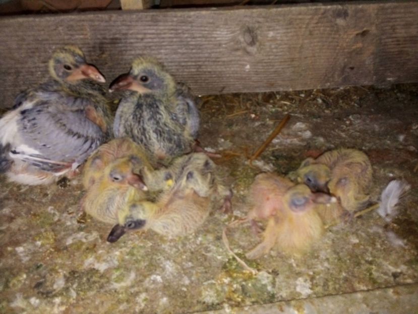  - Pui de porumbei voiajori 2019