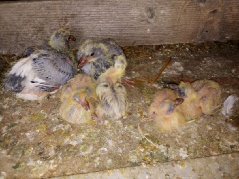  - Pui de porumbei voiajori 2019