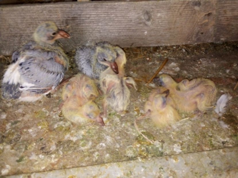  - Pui de porumbei voiajori 2019