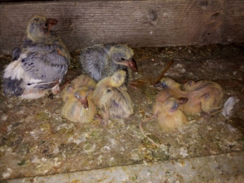  - Pui de porumbei voiajori 2019