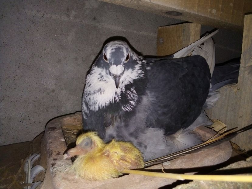  - Pui de porumbei voiajori 2019