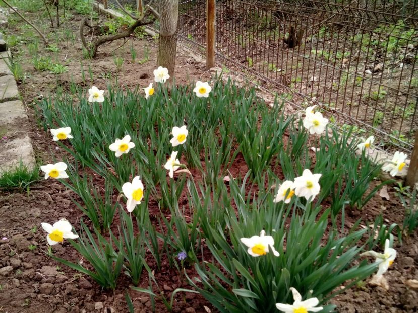 "Poiana Narciselor" - Narcise