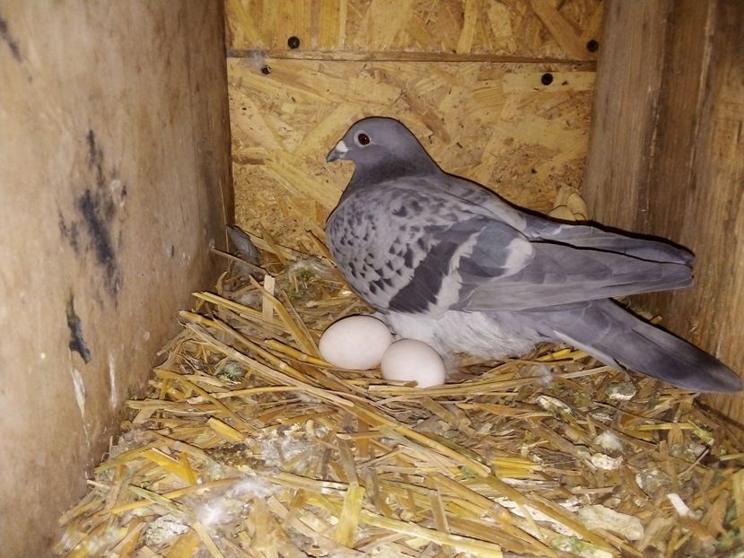  - Pui de porumbei voiajori 2019