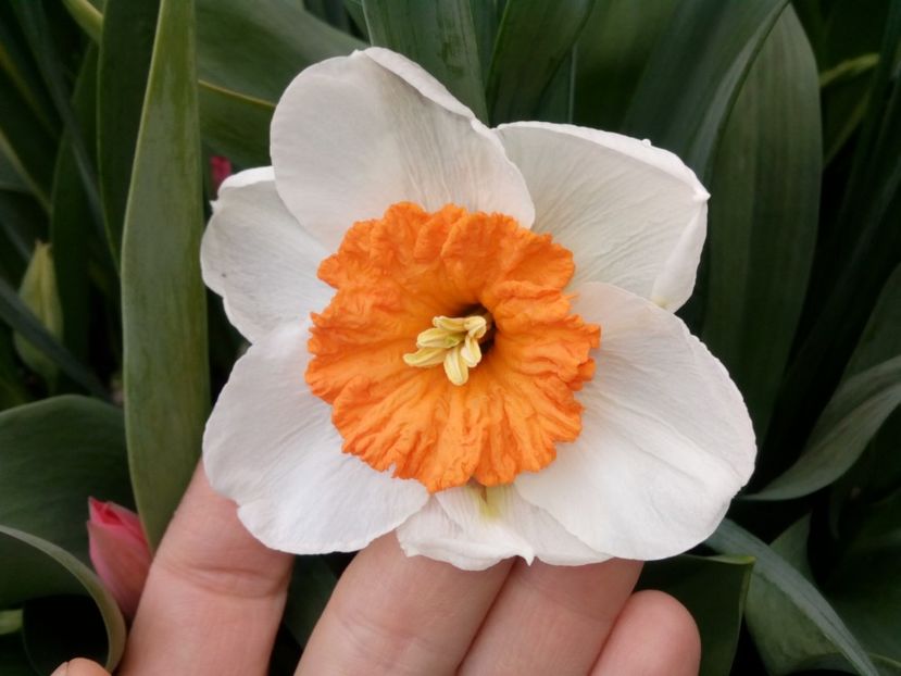 Professor Einstein - Narcise