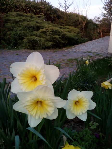 Slim whitman - Narcise