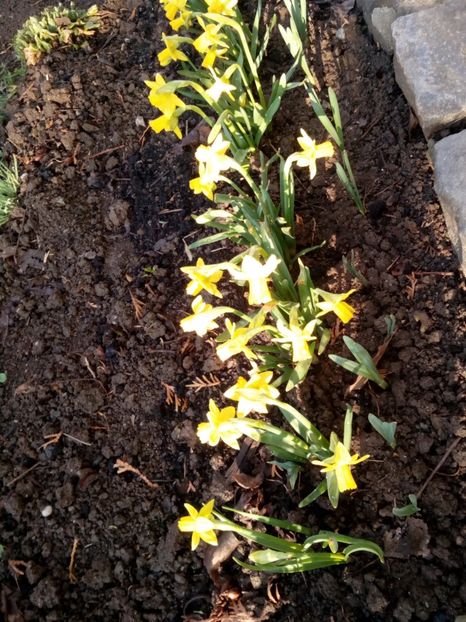 Tete-a-tete - Narcise