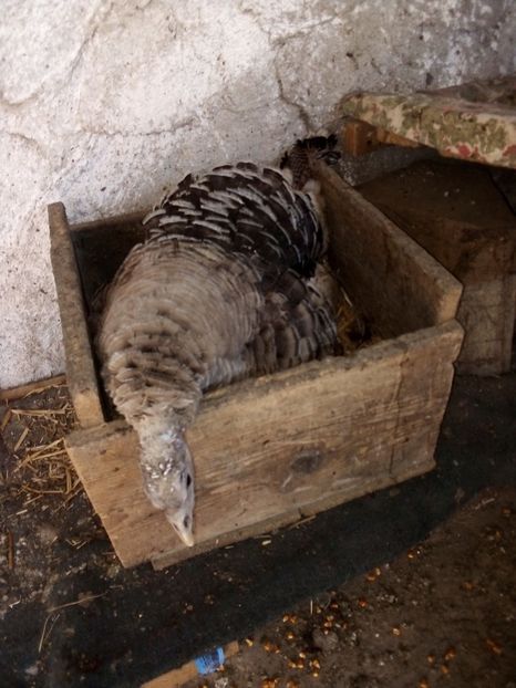  - Pui de curcă 2019