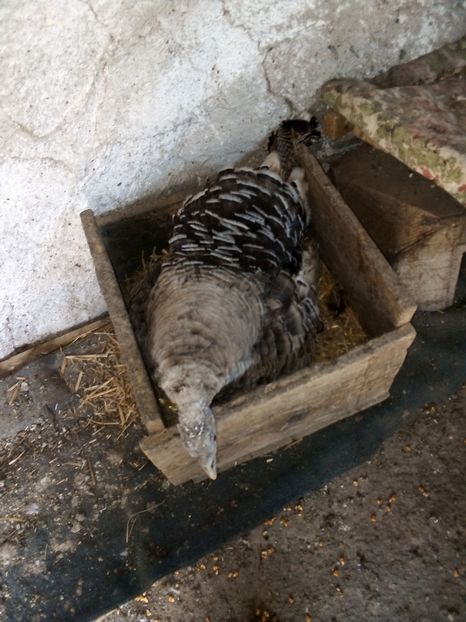  - Pui de curcă 2019