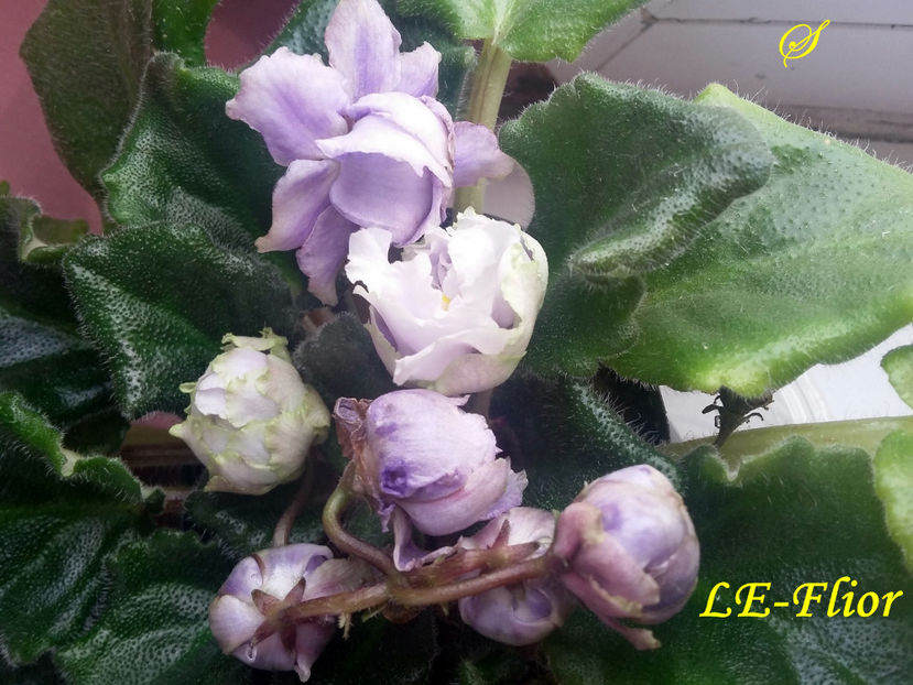 LE-Flior(9-04-2019) - Violete 2019