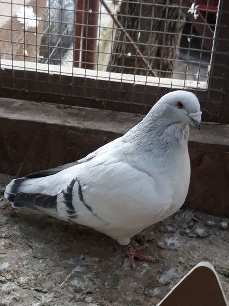 Femela 4016 - DE VANZARE