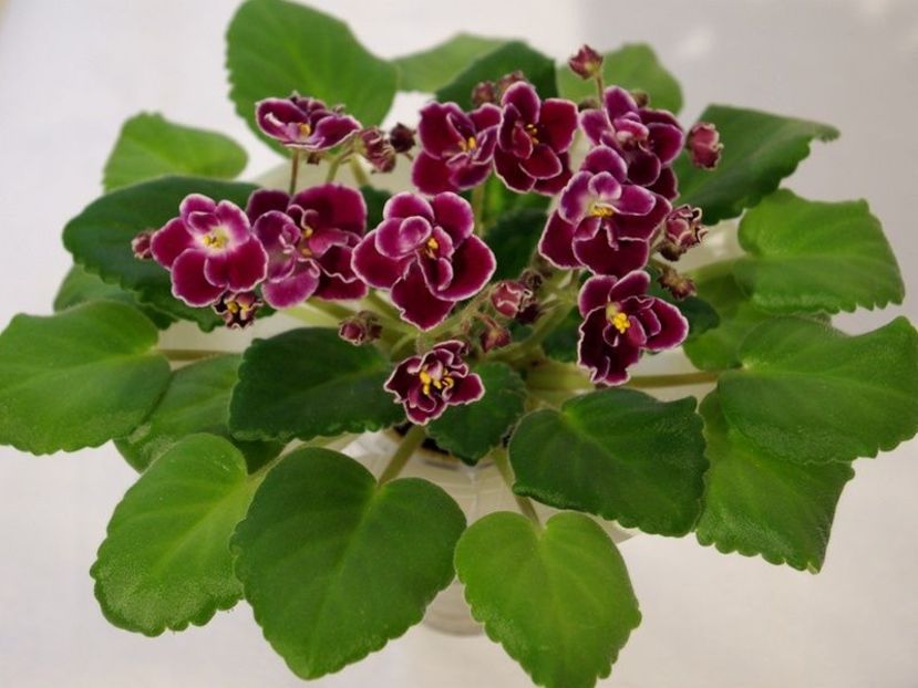  - Mac s Glacial Grape