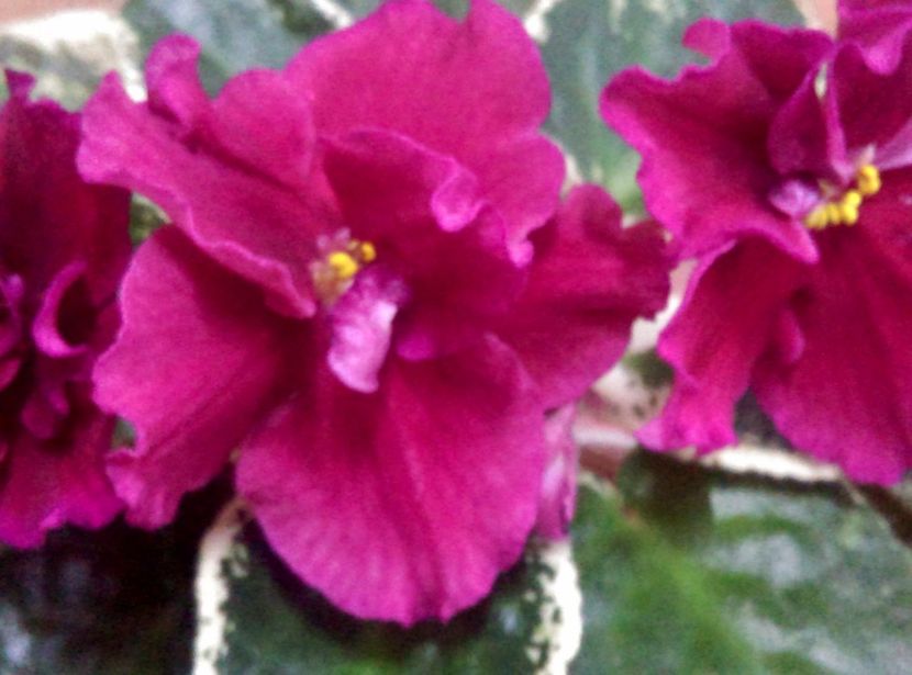  - LE Skarllet de la AM