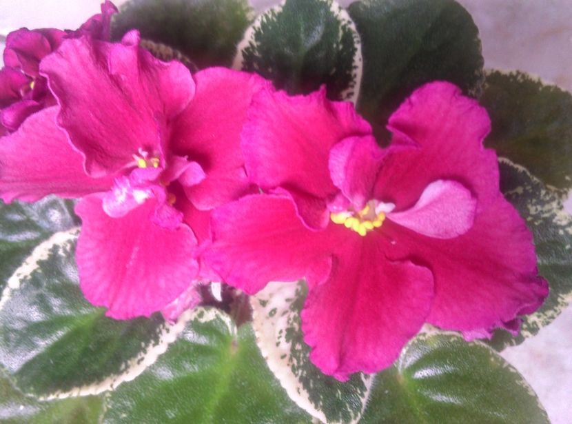  - LE Skarllet de la AM