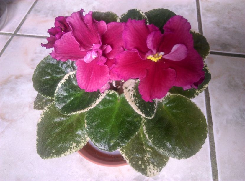  - LE Skarllet de la AM