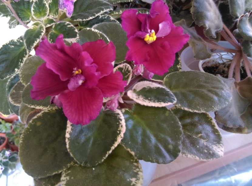  - LE Skarllet de la AM