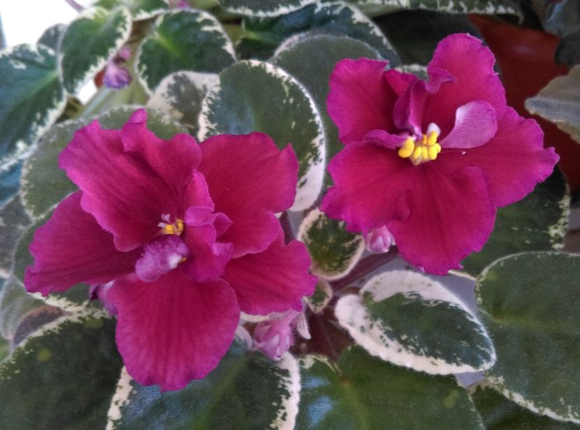  - LE Skarllet de la AM