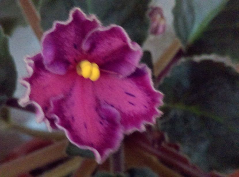  - Sunset Kiss de la Bogdan