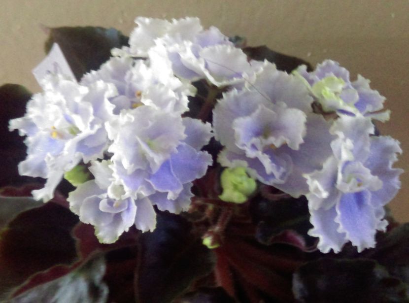  - Boo Man de la Mihaela E