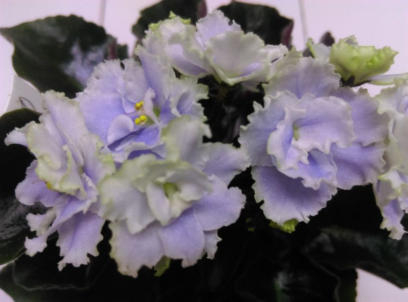  - Boo Man de la Mihaela E