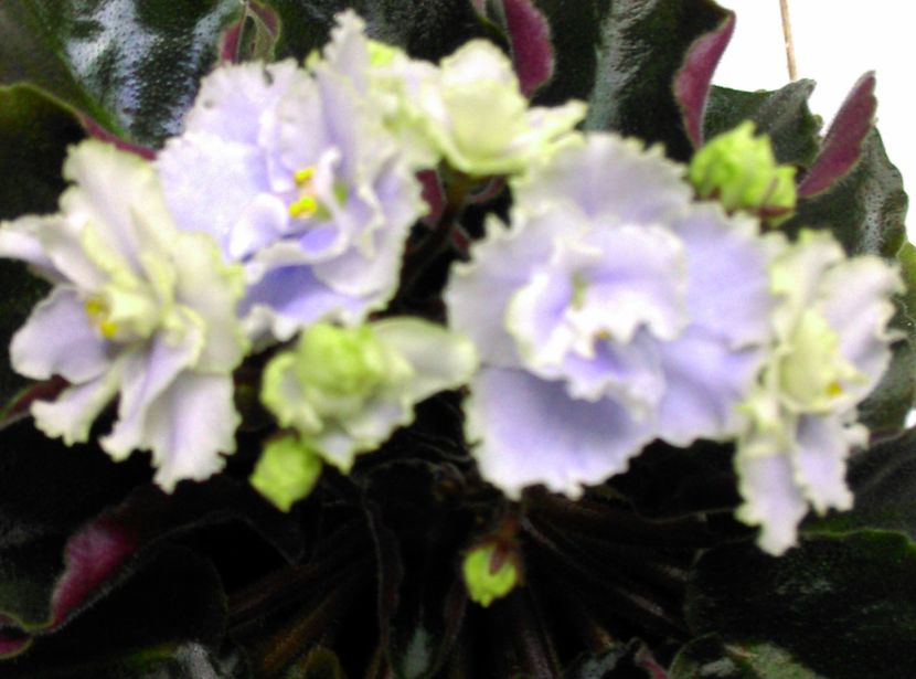  - Boo Man de la Mihaela E