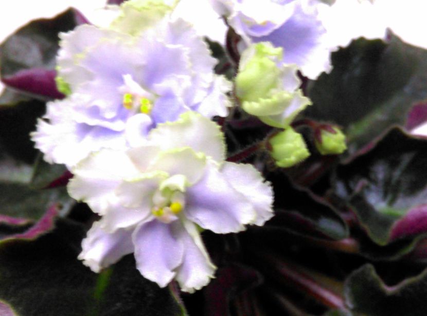  - Boo Man de la Mihaela E