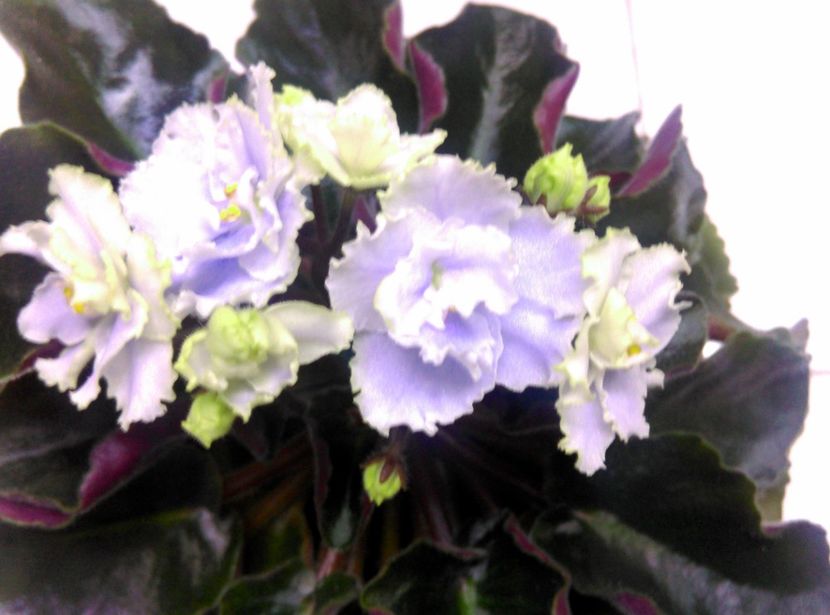  - Boo Man de la Mihaela E